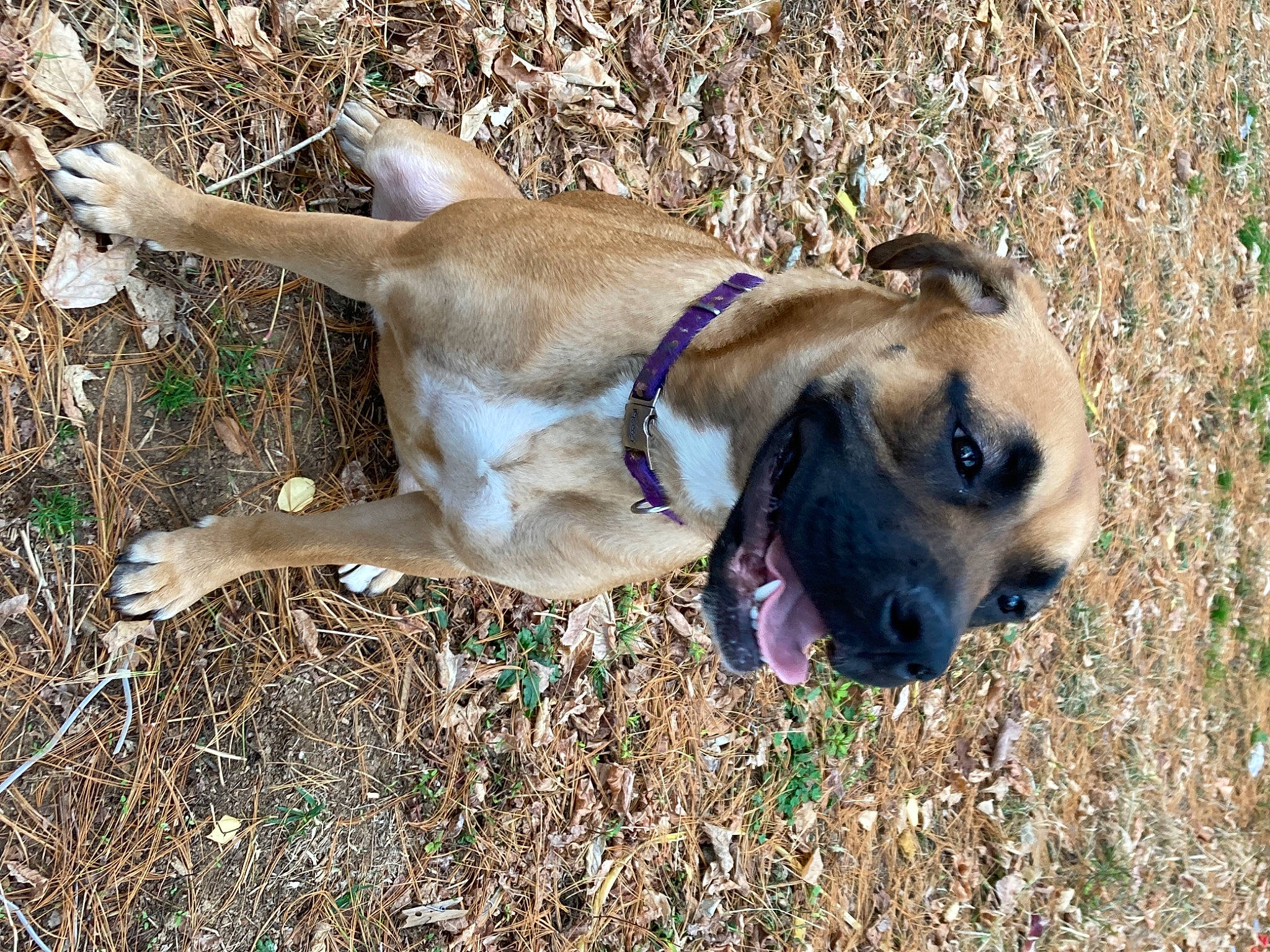 Carla joined the competition — help win amazing prizes! canidae, carnivore, collar, companion_dog, dog, dog_breed, dog_collar, dog_supply, fawn, grass, leash, paw, pet_supply, snout, sporting_group, terrestrial_animal, whiskers, working_animal, working_dog, wrinkle