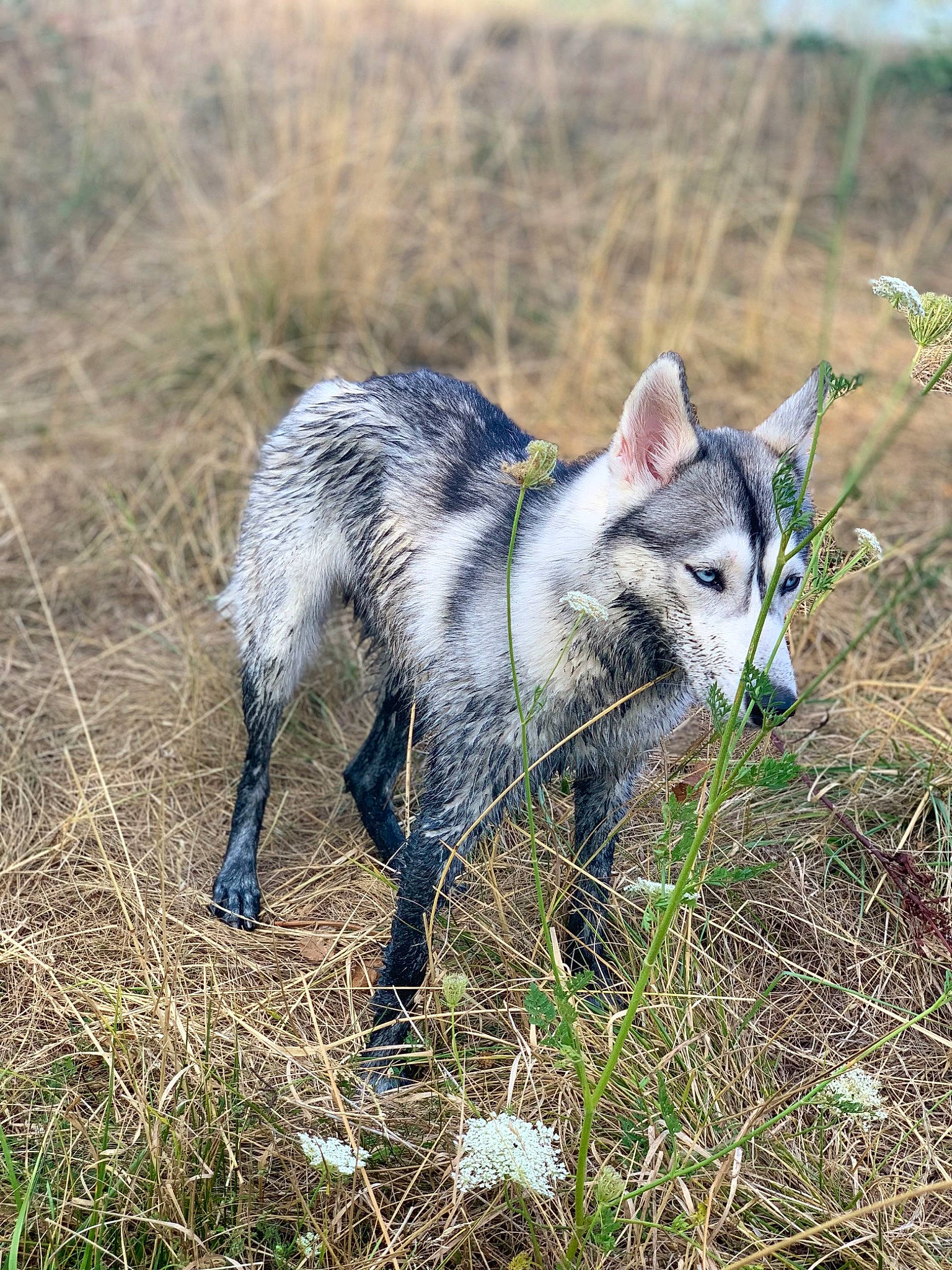 Aska participe au concours pour gagner de l'argent avec cette photo : canidae, canis, canis_lupus_tundrarum, carnivore, dog, dog_breed, fur, grass, grassland, pasture, plant, sled_dog, soil, sporting_group, tail, terrestrial_animal, wolf, working_dog