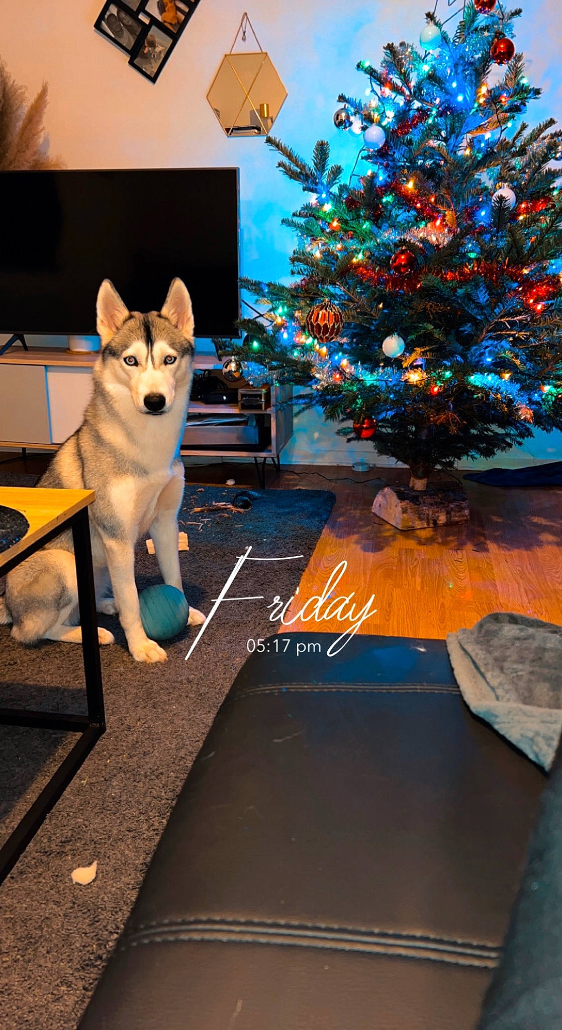 Aska a rejoint le concours — aidez-le/la à gagner de superbes lots ! carnivore, christmas_decoration, christmas_ornament, christmas_tree, companion_dog, dog, dog_breed, event, fawn, felidae, flooring, holiday_ornament, interior_design, ornament, small_to_medium_sized_cats, table, tail, tree, window, wood