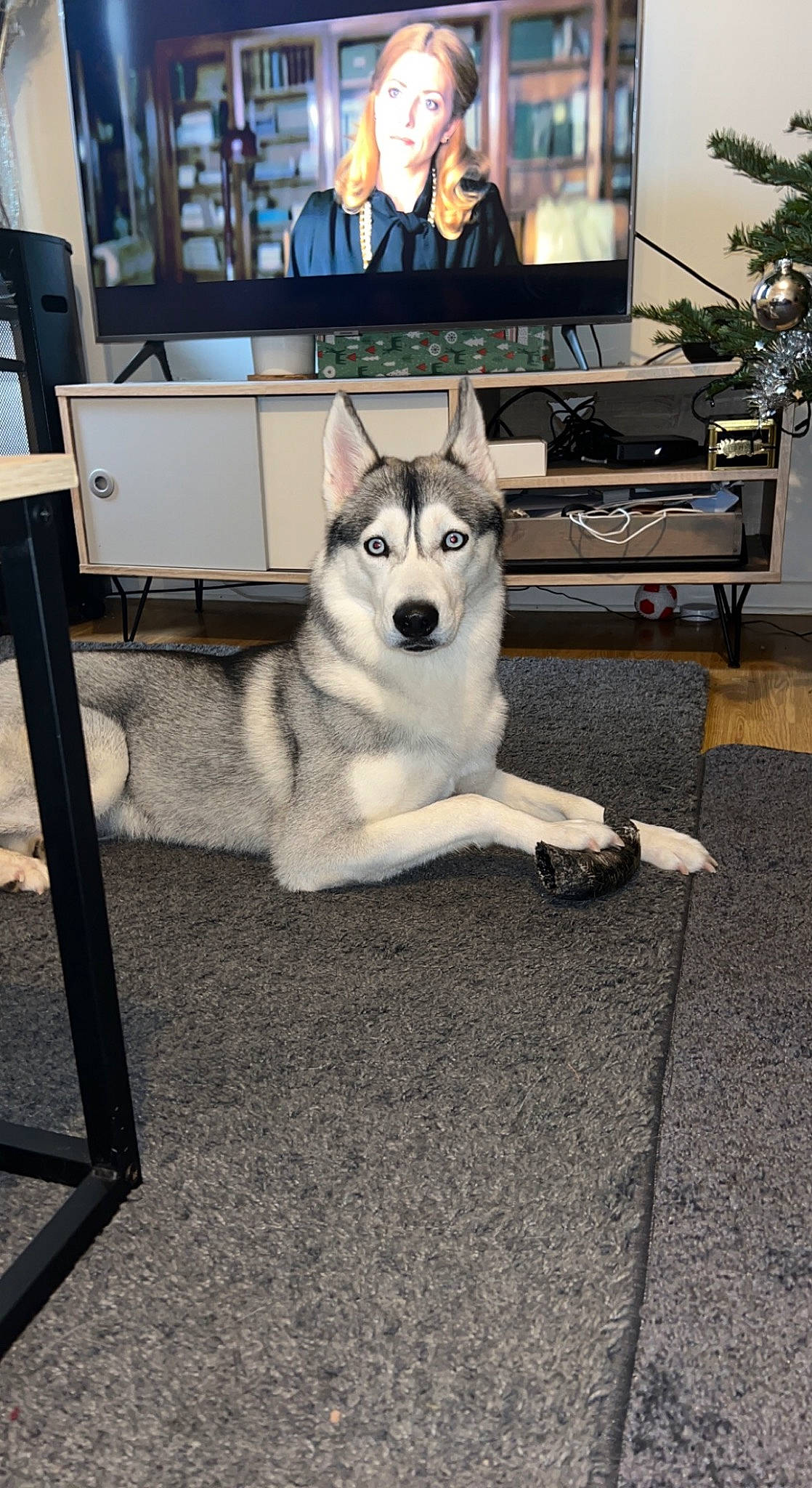 Aska participe au concours pour gagner de l'argent avec cette photo : canis, carnivore, companion_dog, dog, dog_breed, floor, flooring, fur, picture_frame, plant, room, shelf, siberian_husky, sled_dog, snout, sporting_group, tree, window, wood, working_animal