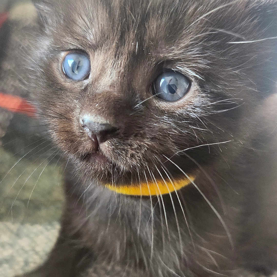 Tula is registered to the contest to win money with this photo: animal, black_fur, blue_eyes, cat, close_up, collar, curious, cute, domestic, feline, fur, indoor, kitten, pet, playful, portrait, small, texture, whiskers, young