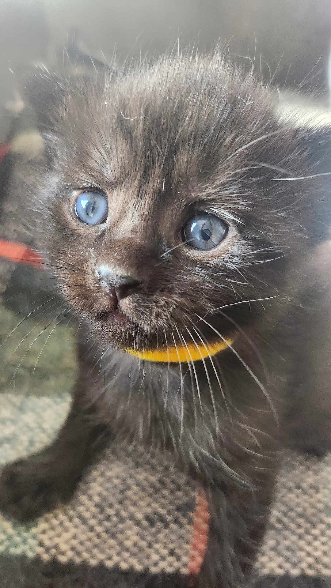 Tula is registered to the contest to win money with this photo: kitten, cat, black_fur, blue_eyes, close_up, pet, animal, curious, young, collar, whiskers, feline, cute, indoor, fur, small, domestic, playful, portrait, texture