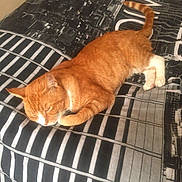 Garfield joined the competition — help win amazing prizes!