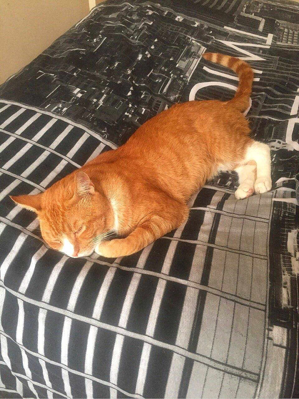 Garfield