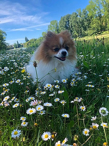Olaf a rejoint le concours — aidez-le/la à gagner de superbes lots ! akita, canidae, carnivore, companion_dog, daisy, dog, dog_breed, flower, german_spitz, german_spitz_klein, german_spitz_mittel, grass, mammal, meadow, plant, pomeranian, puppy, spitz, spring, wildflower