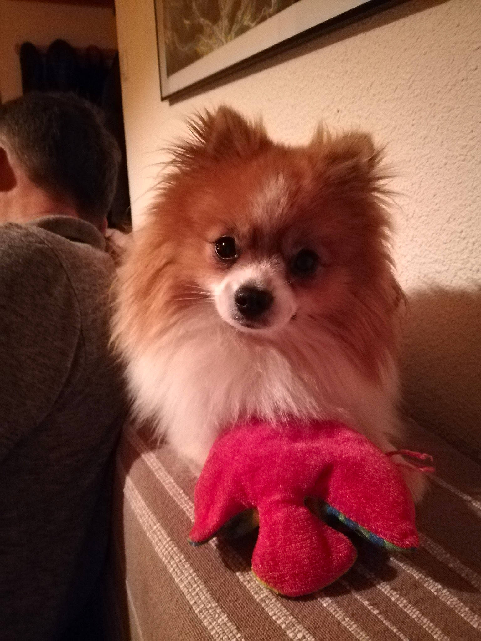 Olaf participe au concours pour gagner de l'argent avec cette photo : canidae, carnivore, companion_dog, dog, dog_breed, fur, german_spitz, german_spitz_klein, german_spitz_mittel, mammal, non_sporting_group, pomeranian, puppy, snout, spitz, toy_dog, vertebrate, volpino_italiano