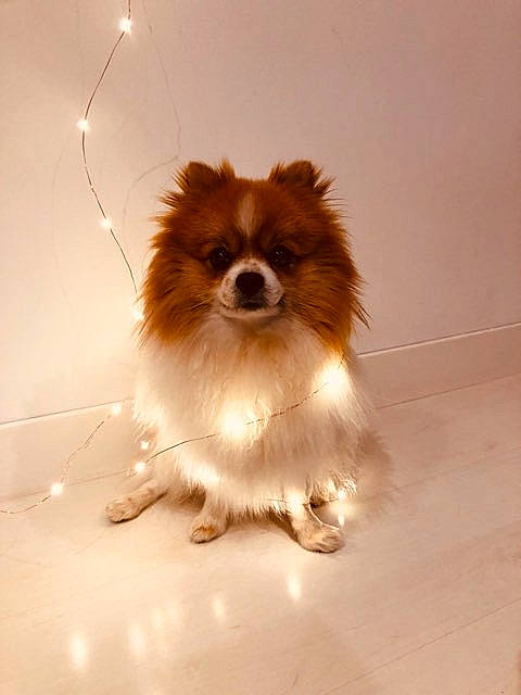 Olaf participe au concours pour gagner de l'argent avec cette photo : canidae, carnivore, companion_dog, dog, dog_breed, fawn, german_spitz, mammal, papillon, pomeranian, puppy, snout, spitz, sporting_group, toy_dog, vertebrate, whiskers