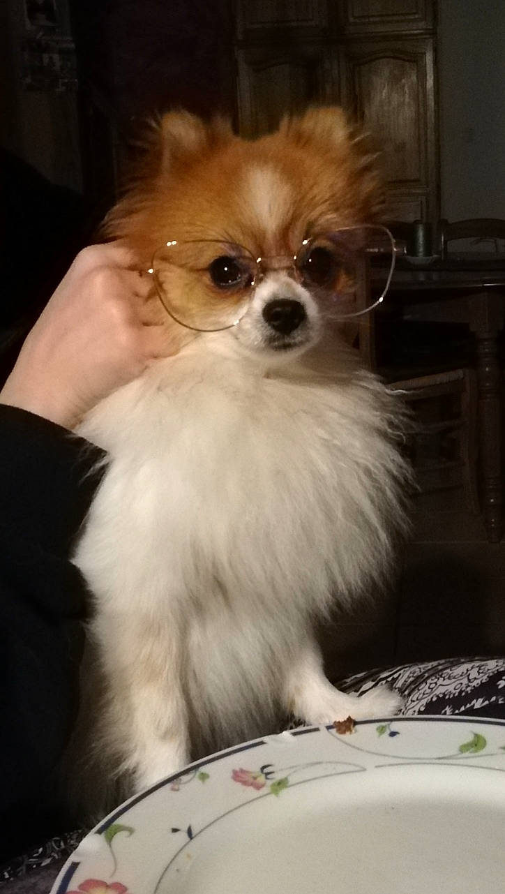 Olaf participe au concours pour gagner de l'argent avec cette photo : ancient_dog_breeds, canidae, carnivore, companion_dog, dog, dog_breed, fur, german_spitz, mammal, non_sporting_group, papillon, pomeranian, puppy, rare_breed_dog, snout, spitz, sporting_group, toy_dog, vertebrate, whiskers