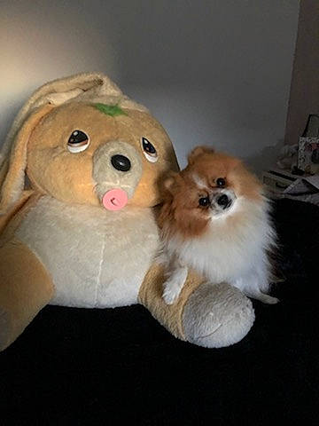 Olaf participe au concours pour gagner de l'argent avec cette photo : ancient_dog_breeds, canidae, carnivore, companion_dog, dog, dog_breed, dog_clothes, dog_toy, fawn, german_spitz, german_spitz_klein, mammal, non_sporting_group, plush, pomeranian, puppy, snout, spitz, toy_dog, vertebrate