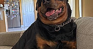 Moose is registered to the contest to win money with this photo: black, brown, canine, chain_collar, couch, curtains, dog, door, furniture, house, indoor, kitchen, living_room, pet, refrigerator, relaxed, rottweiler, smiling, tongue_out, window