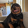 black, brown, canine, chain_collar, couch, curtains, dog, door, furniture, house, indoor, kitchen, living_room, pet, refrigerator, relaxed, rottweiler, smiling, tongue_out, window
