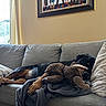 Moose joined the competition — help win amazing prizes! blanket, canine, comfort, couch, cozy, curtain, dog, furniture, home, indoor, living_room, nap, pet, pillow, plush_toy, relaxing, resting, sleeping, stuffed_animal, window