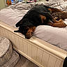 Moose is registered to the contest to win money with this photo: animal, bed, blanket, carpet, cozy, dog, furniture, household_items, indoor, lamp, pet_bed, pillow, relaxed, resting, room, rottweiler, sleeping, stuffed_toy, window, window_sill