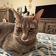 Sterling joined the competition — help win amazing prizes! bedroom, blanket, cat, close_up, cozy, decor, domestic_animal, ears, fur, furniture, gray_tabby, home, indoor, living_room, patterned_blanket, pet, relaxed, resting, whiskers, wooden_furniture