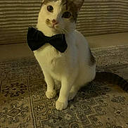 Toby is registered to the contest to win money with this photo: cat, bow_tie, pet, indoor, carpet, curious, animal, feline, sitting, head_tilt, cute, domestic, fur, whiskers, ears, eyes, floor, living_room, cozy, decor