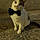 Toby