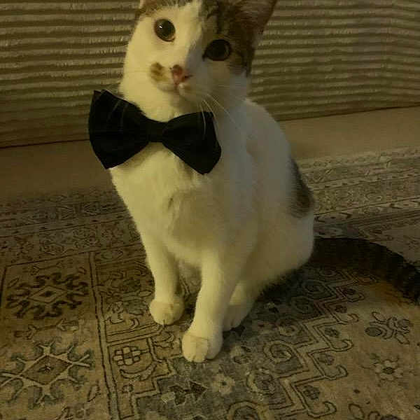Toby