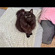 Luna a rejoint le concours — aidez-le/la à gagner de superbes lots ! animal, black_cat, blanket, cat, cozy, curious, cute, ears, eyes, fluffy_cat, fur, home, indoor, looking, mammal, pet, pillow, resting, sofa, whiskers