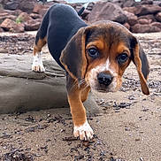 Ronnie participe au concours pour gagner de l'argent avec cette photo : puppy, beagle, dog, sand, beach, seaweed, rocks, outdoor, curious, young, animal, nature, exploration, canine, closeup, walking, brown, black, white, cute