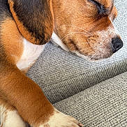 Ronnie is registered to the contest to win money with this photo: puppy, dog, sleeping, close_up, paw, brown, white, black, fur, couch, fabric, relaxing, pet, canine, cute, domestic_animal, resting, young_dog, indoor, cozy