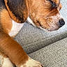 puppy, dog, sleeping, close_up, paw, brown, white, black, fur, couch, fabric, relaxing, pet, canine, cute, domestic_animal, resting, young_dog, indoor, cozy