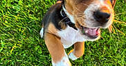 Ronnie is registered to the contest to win money with this photo: puppy, dog, grass, outdoor, animal, pet, playful, jumping, brown, white, black, closeup, young, ears, collar, nature, motion_blur, happy, cute, summer