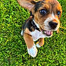 puppy, dog, grass, outdoor, animal, pet, playful, jumping, brown, white, black, closeup, young, ears, collar, nature, motion_blur, happy, cute, summer