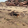Ronnie joined the competition — help win amazing prizes! puppy, dog, beach, sand, rocks, seaweed, outdoor, nature, animal, playing, small_dog, brown, black, white, walking, coast, embankment, daytime, canine, landscape