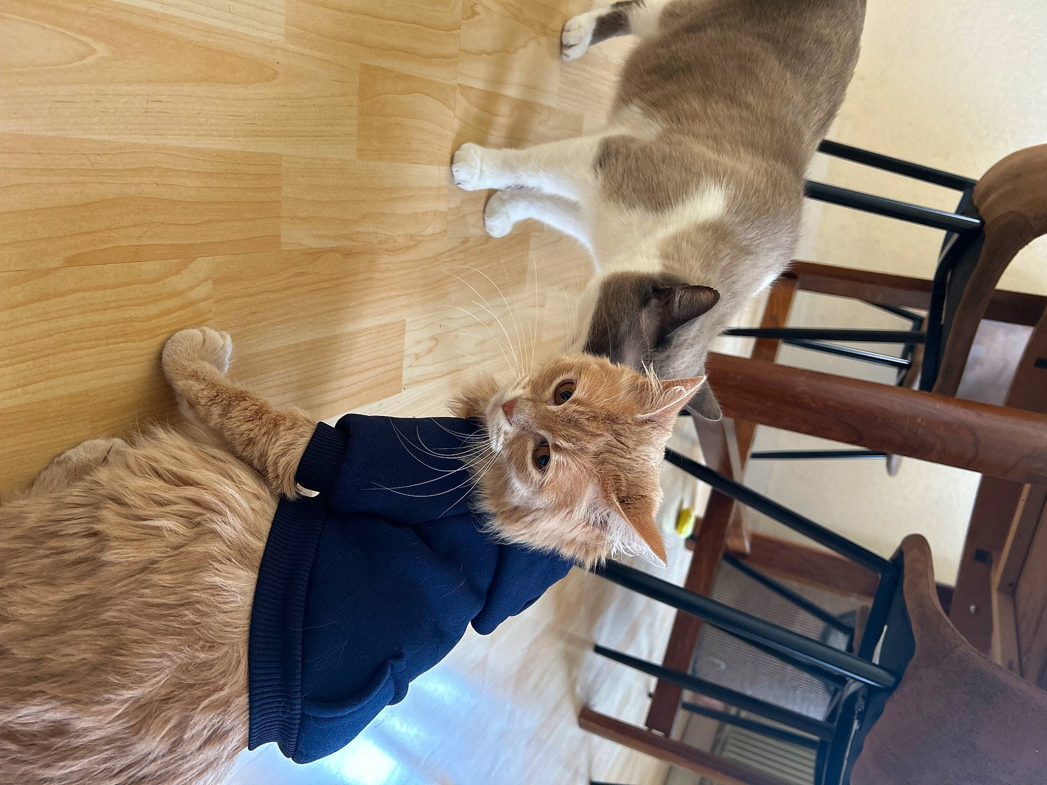 Ugo participe au concours pour gagner de l'argent avec cette photo : canidae, chair, collar, companion_dog, dog_breed, fawn, felidae, fur, hardwood, mammal, rodent, room, small_to_medium_sized_cats, snout, sporting_group, tail, vertebrate, whiskers, wood