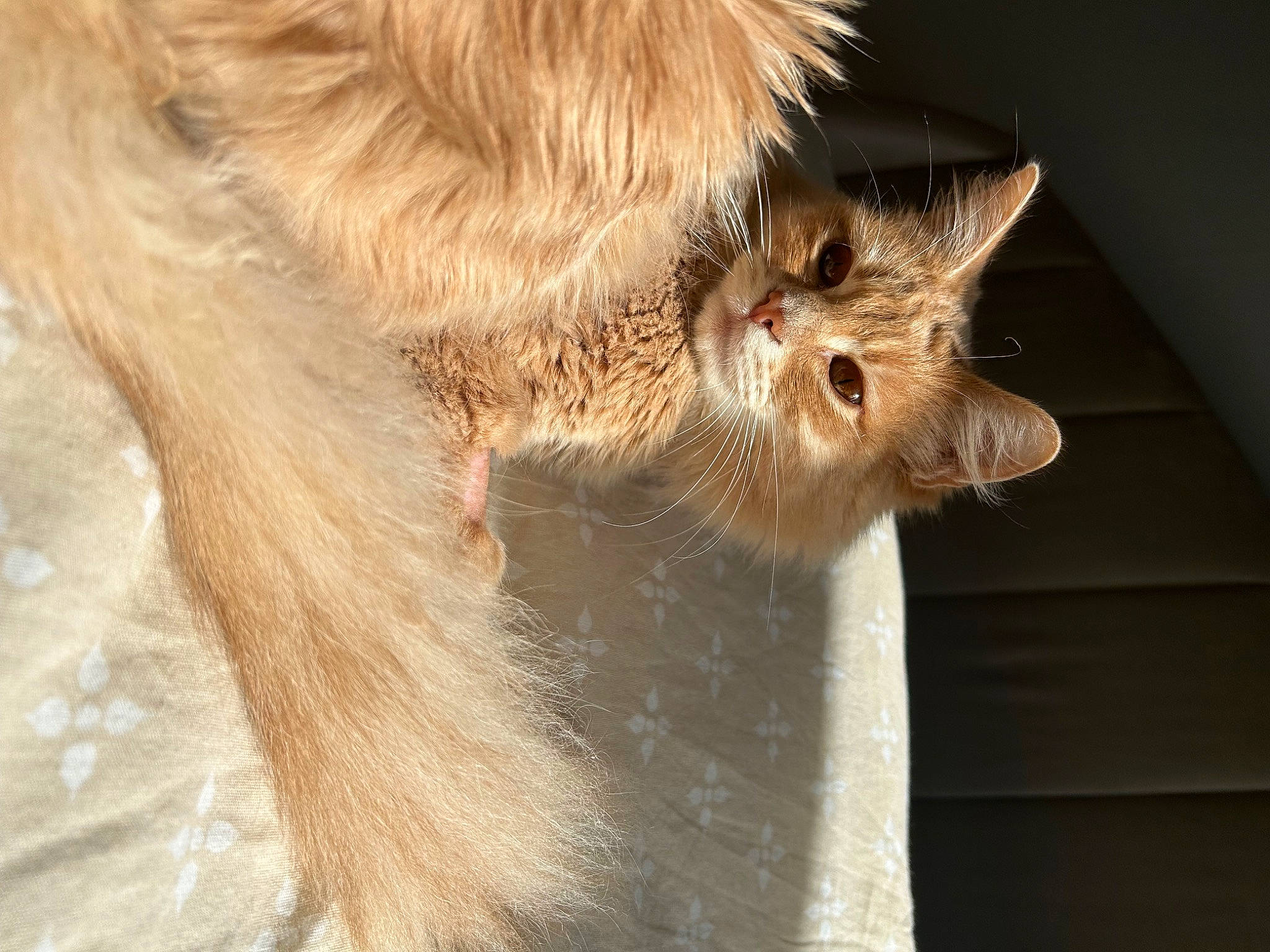 Ugo a rejoint le concours — aidez-le/la à gagner de superbes lots ! carnivore, cat, claw, domestic_short_haired_cat, ear, fawn, felidae, fur, laperm, paw, small_to_medium_sized_cats, snout, tail, terrestrial_animal, whiskers, window