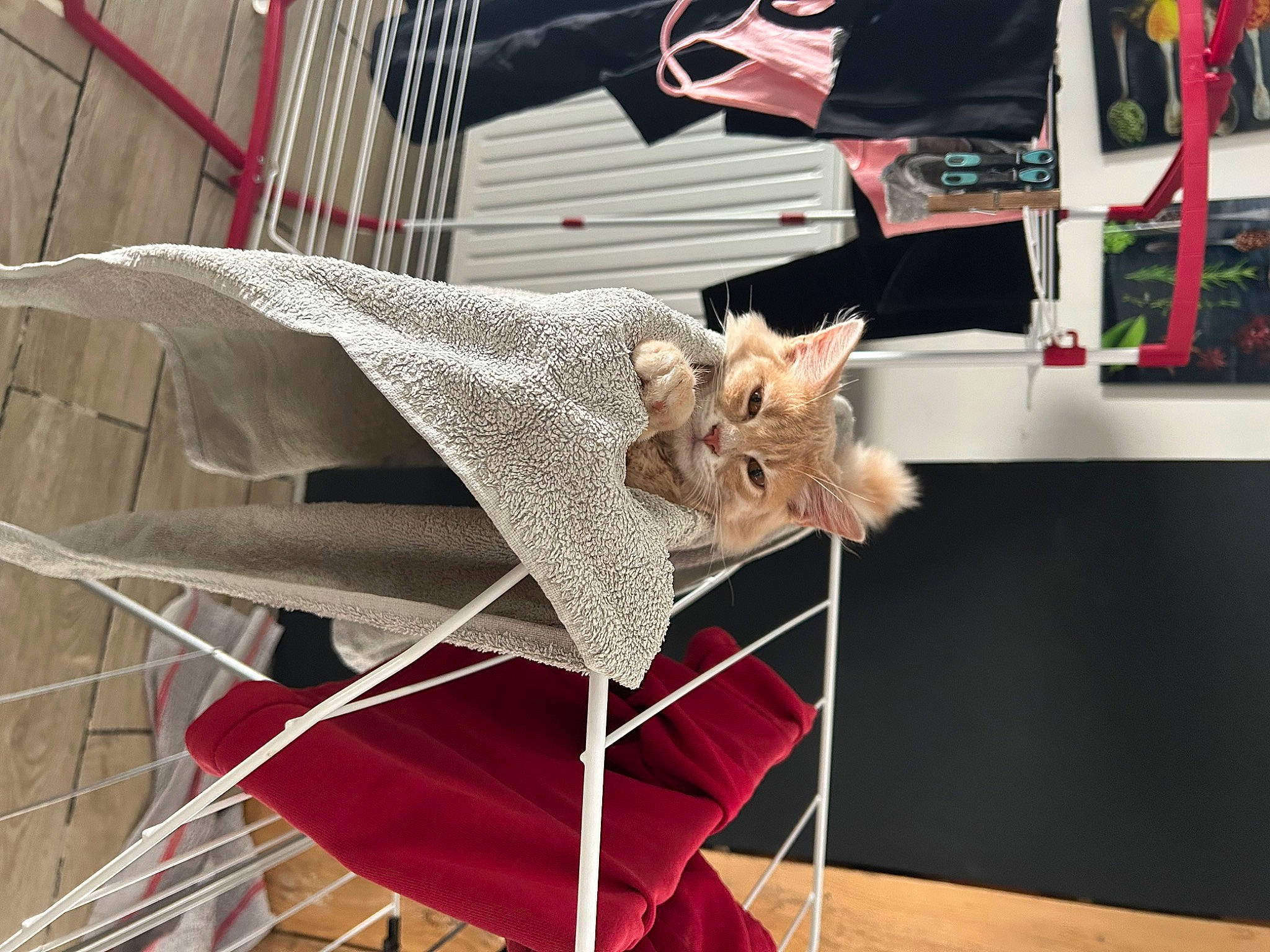 Ugo participe au concours pour gagner de l'argent avec cette photo : art, carnivore, cat, creative_arts, fashion_accessory, fawn, felidae, flowerpot, fur, pet_supply, plant, small_to_medium_sized_cats, tail, tree, twig, wheel, window, wing, wood, working_animal