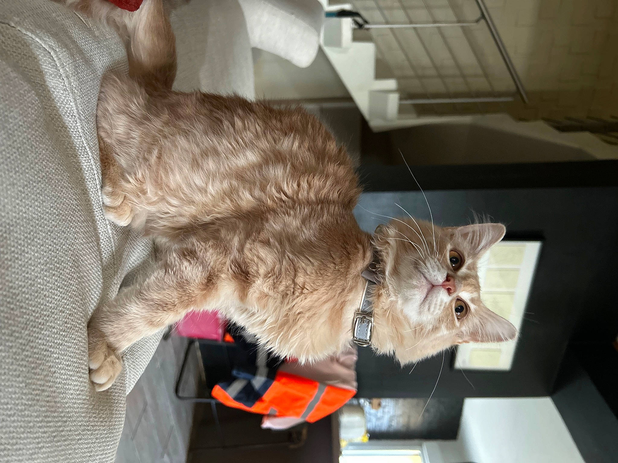 Ugo a rejoint le concours — aidez-le/la à gagner de superbes lots ! carnivore, cat, claw, domestic_short_haired_cat, felidae, fur, small_to_medium_sized_cats, tail, whiskers