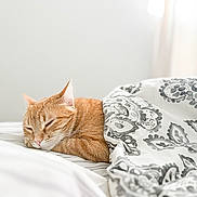 Reina joined the competition — help win amazing prizes! bed, bedding, bedroom, blanket, cat, closed_eyes, cozy, feline, home, indoors, nap, orange_tabby, pet, pillow, quilt, relaxed, sleeping, soft_lighting, striped_fur, whiskers