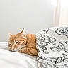 bed, bedding, bedroom, blanket, cat, closed_eyes, cozy, feline, home, indoors, nap, orange_tabby, pet, pillow, quilt, relaxed, sleeping, soft_lighting, striped_fur, whiskers