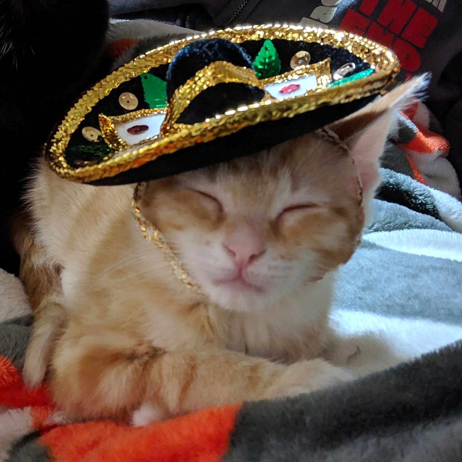 Taco