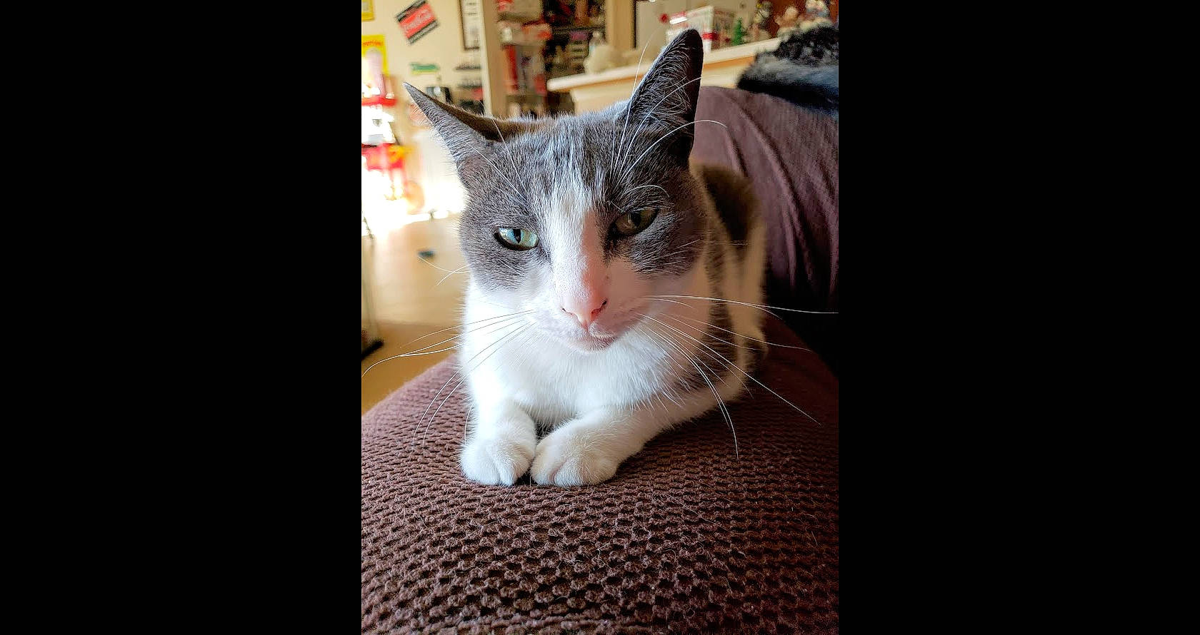 Emi joined the competition — help win amazing prizes! carnivore, cat, collar, domestic_short_haired_cat, felidae, fur, paw, small_to_medium_sized_cats, snout, tail, whiskers, window