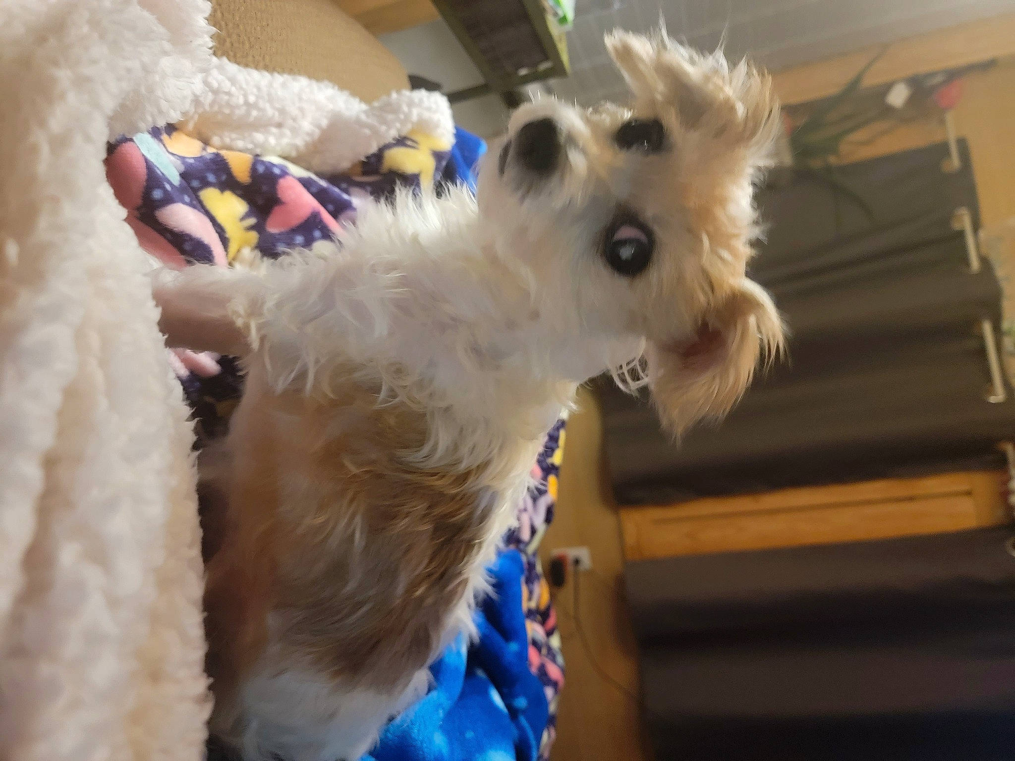 Tink joined the competition — help win amazing prizes! canidae, carnivore, collar, companion_dog, dog, dog_breed, dog_clothes, dog_collar, dog_supply, ear, fawn, fur, non_sporting_group, pet_supply, small_terrier, snout, sporting_group, sunglasses, toy_dog, working_animal