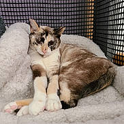 Winter Morning is registered to the contest to win money with this photo: animal, blanket, calico, cat, comfort, cozy, cute, ears, enclosure, feline, fluffy, fur, indoor, mesh, paws, pet, relaxed, resting, soft, whiskers