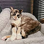 animal, blanket, calico, cat, comfort, cozy, cute, ears, enclosure, feline, fluffy, fur, indoor, mesh, paws, pet, relaxed, resting, soft, whiskers