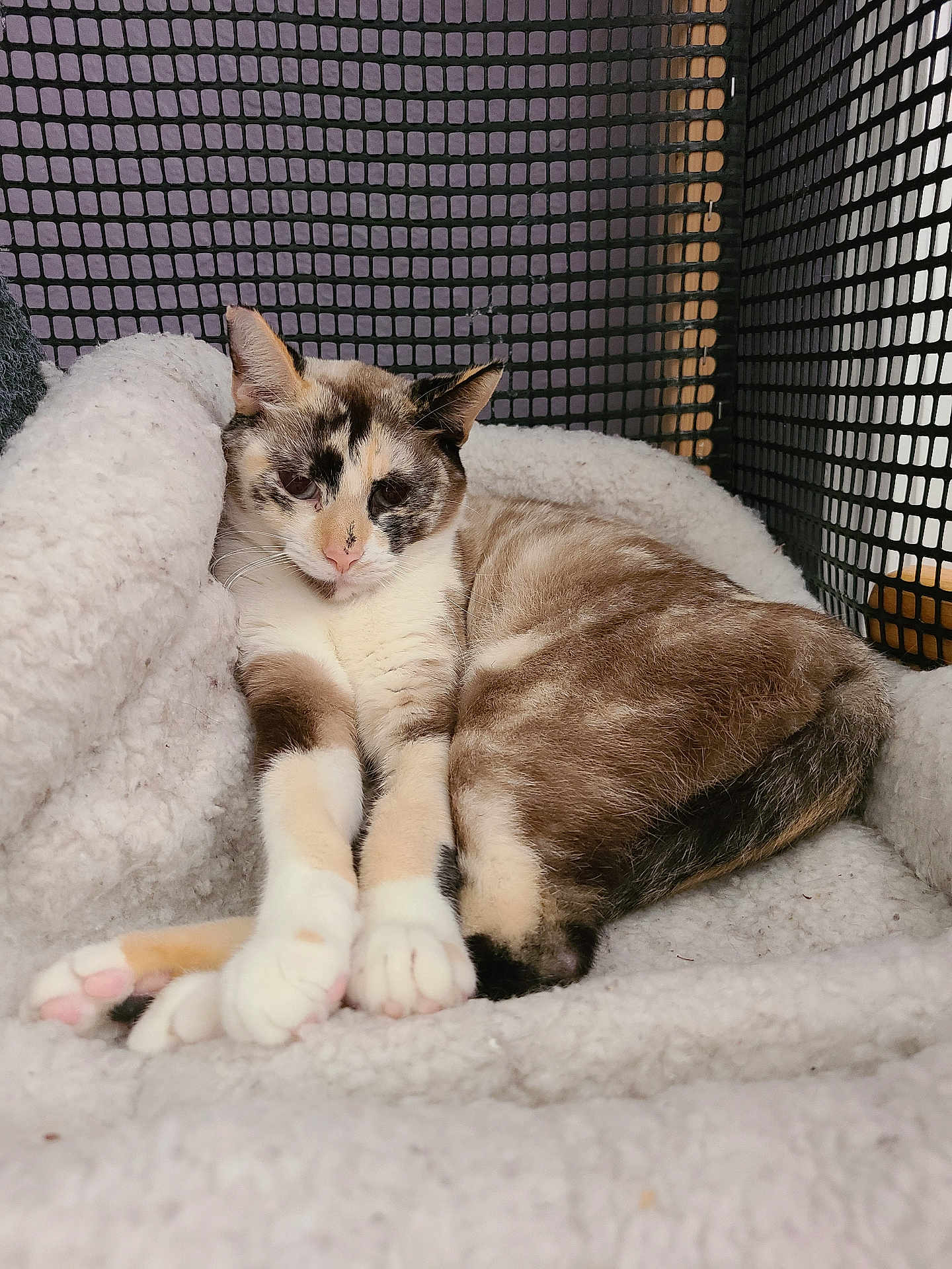 Winter Morning is registered to the contest to win money with this photo: animal, blanket, calico, cat, comfort, cozy, cute, ears, enclosure, feline, fluffy, fur, indoor, mesh, paws, pet, relaxed, resting, soft, whiskers
