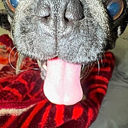 Gordo joined the competition — help win amazing prizes! dog, tongue, close_up, pet, animal, black_fur, nose, whiskers, indoor, blanket, red, playful, cute, snout, face, canine, fur, eyes, tongue_out, cozy