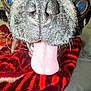 dog, tongue, close_up, pet, animal, black_fur, nose, whiskers, indoor, blanket, red, playful, cute, snout, face, canine, fur, eyes, tongue_out, cozy