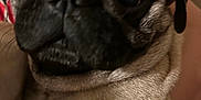 Gordo joined the competition — help win amazing prizes! dog, pug, pet, close_up, face, animal, wrinkles, fur, eyes, nose, mouth, ear, indoor, human_arm, holding, cute, companion, domestic_animal, friendship, portrait
