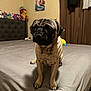 pug, dog, bed, bedroom, stuffed_animals, poster, gray_bedspread, curtains, foot, wall, furniture, indoor, pet, animal, canine, head, face, paw, sitting, toy