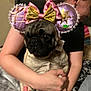 dog, pug, costume, mouse_ears, pink, gold, person, arms, indoor, blanket, cute, pet, animal, holding, face, decorative, fabric, playful, closeup, portrait