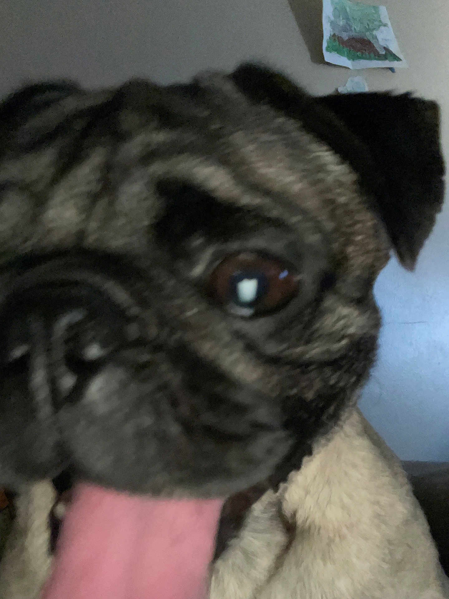Gordo