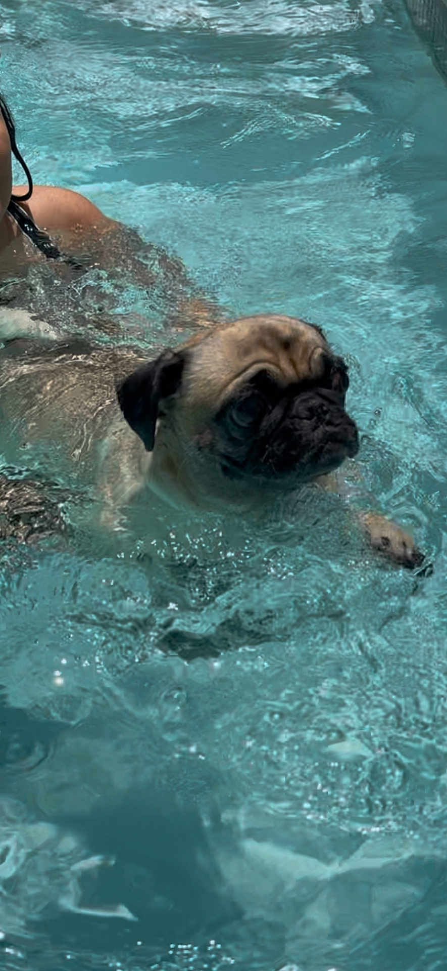 Skye joined the competition — help win amazing prizes! dog, pug, swimming_pool, water, person, swimming, animal, pet, summer, outdoor, fun, playful, canine, support, wet, water_splash, leisure, recreation, cute, companionship