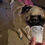 Skye is registered to the contest to win money with this photo: dog, pug, hand, cup, tile_floor, indoor, person, pants, pink_pants, pet, animal, blur, background_dog, floor, feeding, licking, canine, domestic_animal, human_hand, footwear