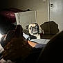 Skye is registered to the contest to win money with this photo: dog, pug, pet, indoor, shadow, food, hand, snack, light, dark, wall, door, bed, blanket, furniture, animal, curious, expression, room, carpet