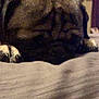 dog, pug, sleeping, resting, indoor, bed, furniture, blurred, cozy, pet, animal, closeup, paw, brown, black, face, snout, fur, soft, relaxed
